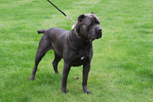 cane corso old world sheriff